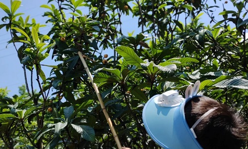 East-Mountain Fruit-Picking